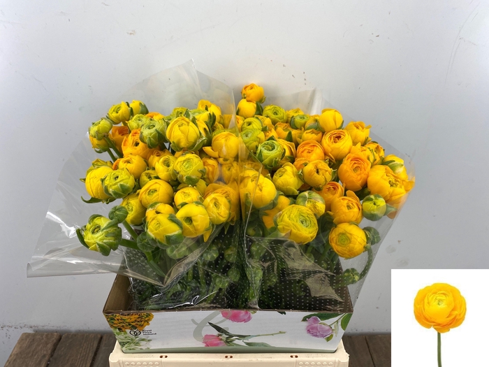 <h4>RAN EL YELLOW</h4>