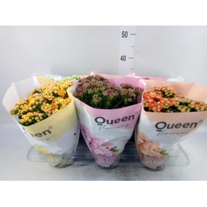 Kalanchoe blos.   ..rosebud mix GR