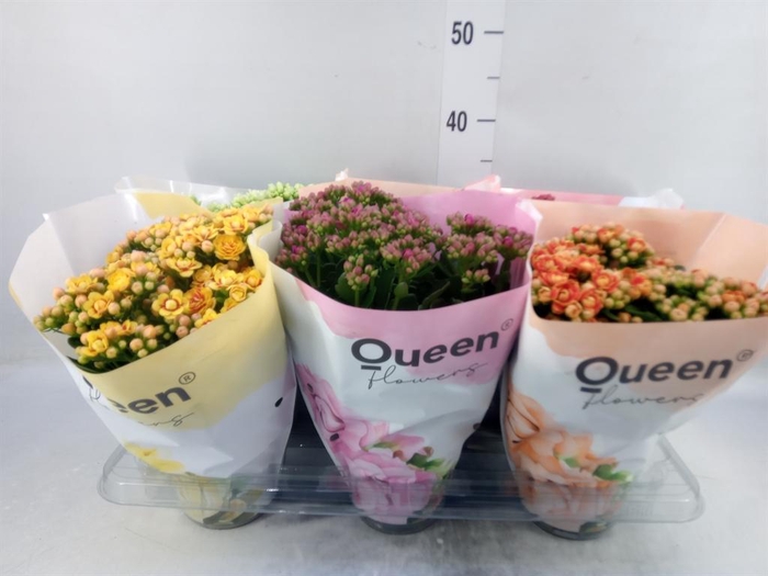 <h4>Kalanchoe blos.   ..rosebud mix GR</h4>