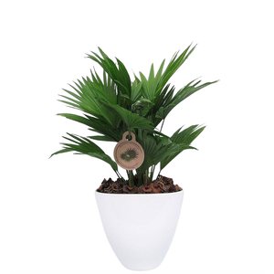 Livistona rotundifolia in avani pot