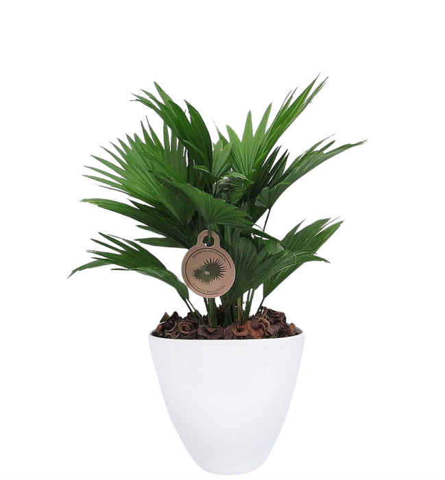 <h4>Livistona rotundifolia in avani pot</h4>