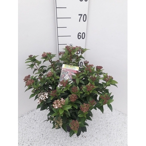 Viburnum tinus 'Eve Price' C4