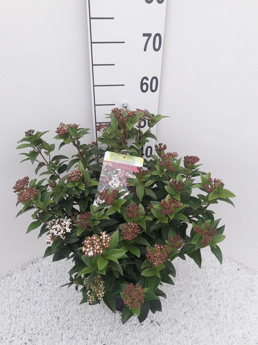 <h4>Viburnum tinus 'Eve Price' C4</h4>