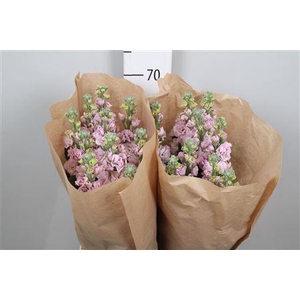 Matth Iron Cherry Bl