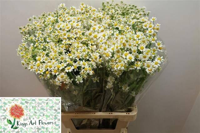 <h4>Tana Pa Cameron</h4>