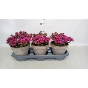 Sedum spurium 'Spot on Pink'
