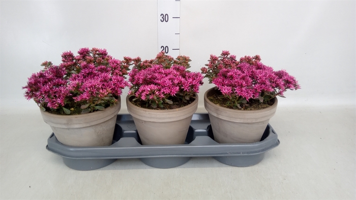 <h4>Sedum spurium 'Spot on Pink'</h4>