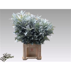 Querc Pal Painted White