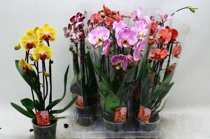 <h4>PHAL EL CASCADE</h4>