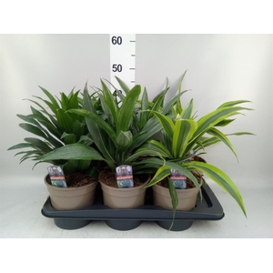 Dracaena   ...mix