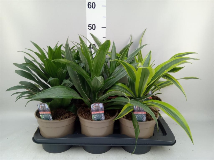 <h4>Dracaena   ...mix</h4>