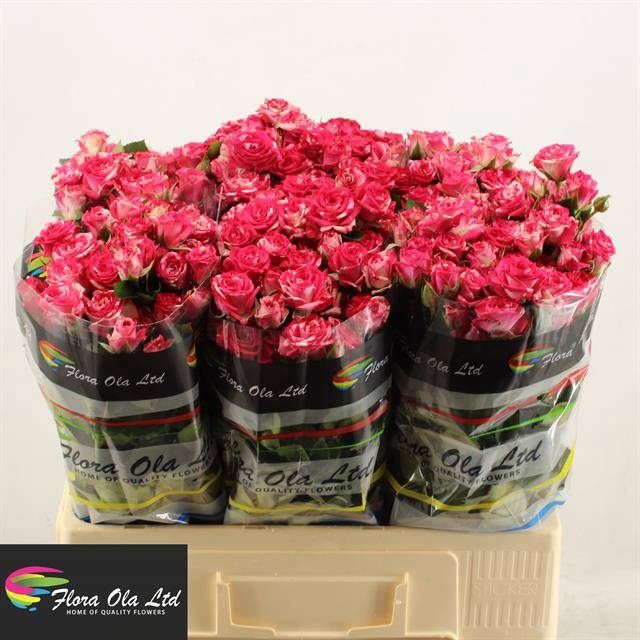 <h4>R Tr Fireworks Flora Ola</h4>