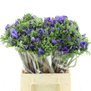 Anem Mistral Sr Blue Super