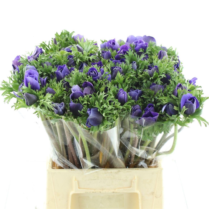 <h4>Anem Mistral Sr Blue Super</h4>