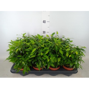 Ficus benja. 'Green Kinky'