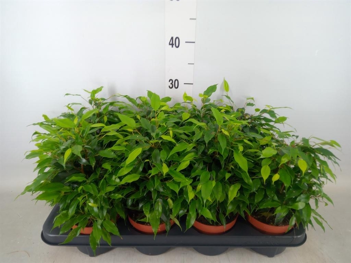 <h4>Ficus benja. 'Green Kinky'</h4>