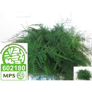 ASPARAGUS SETACEUS