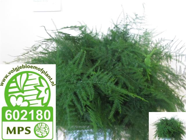 ASPARAGUS SETACEUS