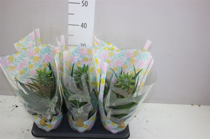 <h4>Ananas Mi Amigo</h4>