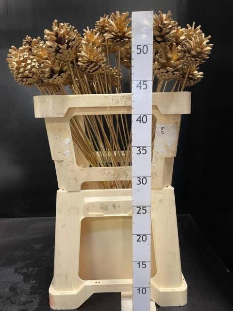 <h4>HUIS EN TUINDECO H%</h4>