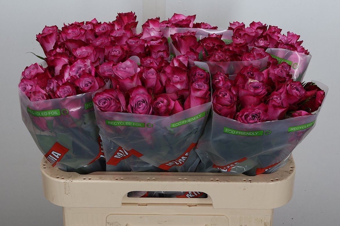 <h4>Rosa GR 'Deep Purple'</h4>