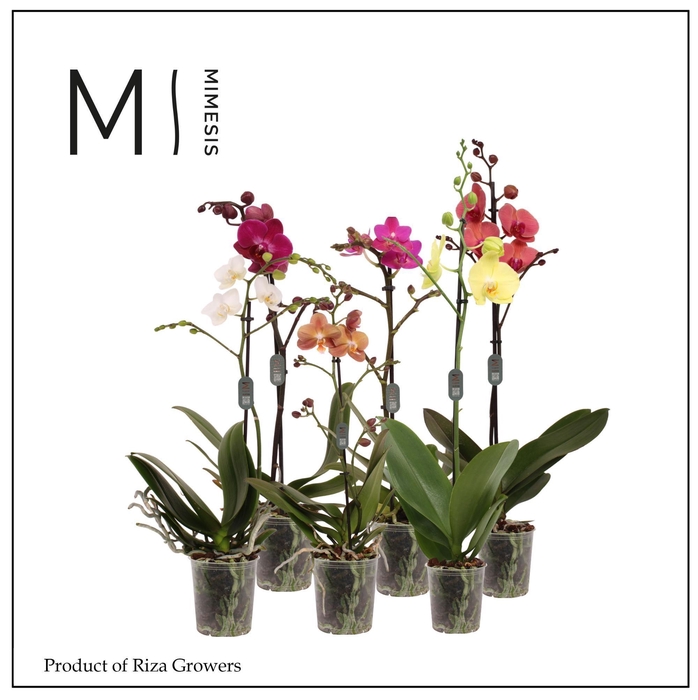 <h4>Phalaenopsis Multi Mix 1 spike - 12cm | Mimesis</h4>