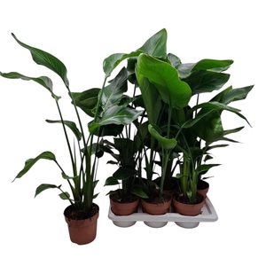 STRELITZIA NICOLAI