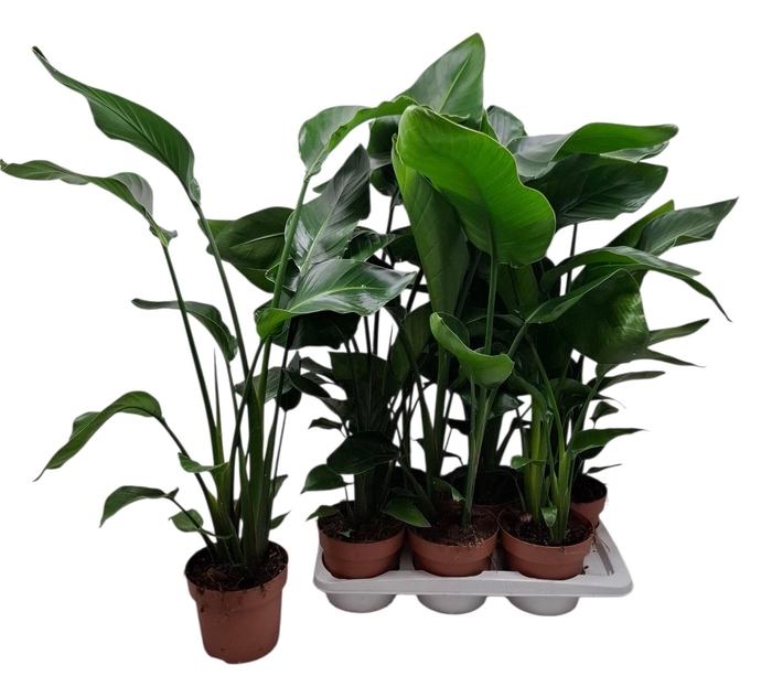 <h4>STRELITZIA NICOLAI</h4>