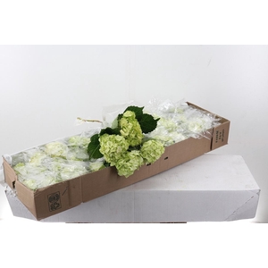Hydr Lime Green Sel Box
