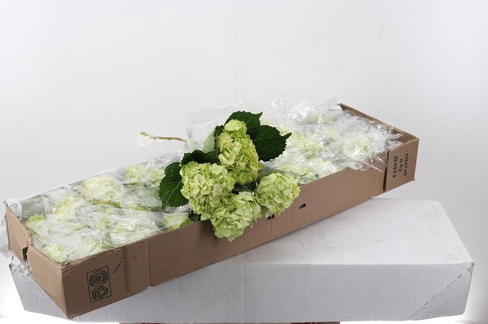 <h4>Hydr Lime Green Sel Box</h4>