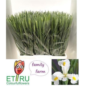 Iris White Magic