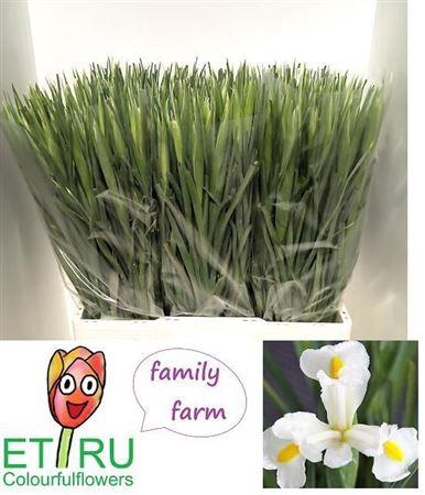 <h4>Iris White Magic</h4>