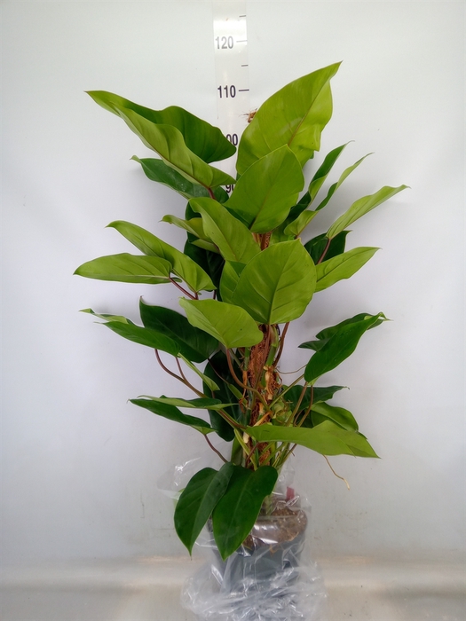 <h4>Philodendron  'Emerald Queen'</h4>
