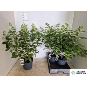 HYDR PANICULATA