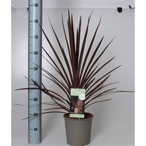 CORD AUS RED STAR