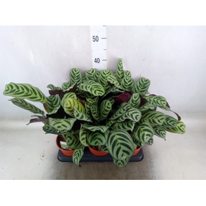 Ctenanthe burle-marxii