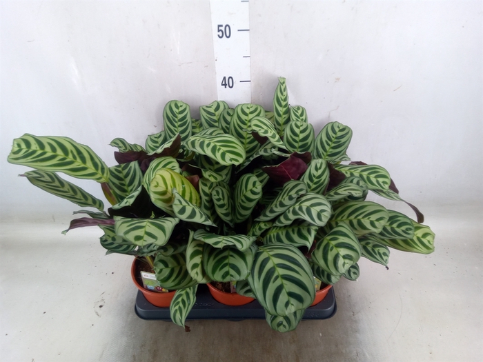 <h4>Ctenanthe burle-marxii</h4>
