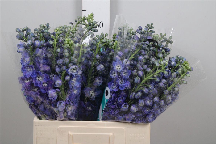 <h4>Delph Du Guard Blue</h4>