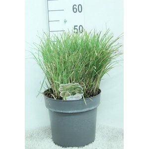 Miscanthus sinensis 'Adagio'