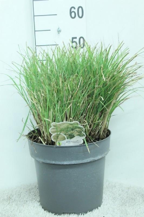 <h4>Miscanthus sinensis 'Adagio'</h4>