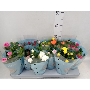 Rosa  'Beau Monde'   ...mix