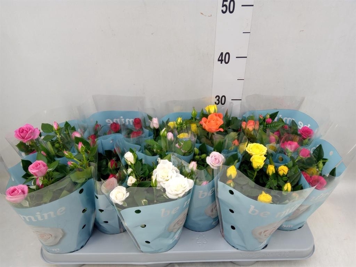 <h4>Rosa  'Beau Monde'   ...mix</h4>