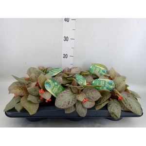 Episcia cupreata 'Tierra Plata'