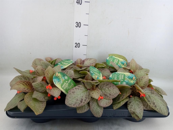 <h4>Episcia cupreata 'Tierra Plata'</h4>