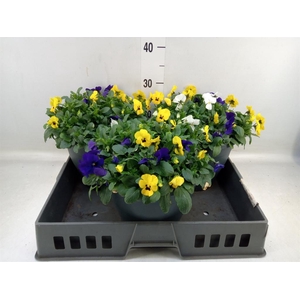 Viola corn. 'Endurio'   ...mix