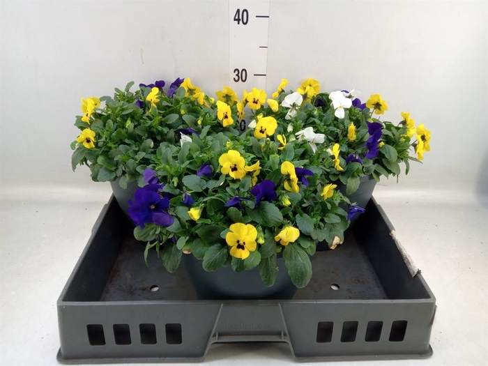 <h4>Viola corn. 'Endurio'   ...mix</h4>