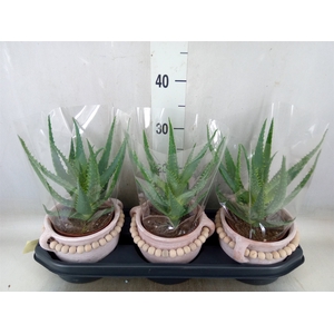 Aloe arborescens