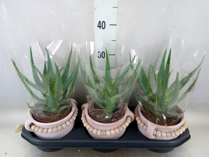 <h4>Aloe arborescens</h4>