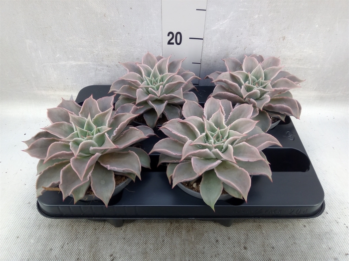 Echeveria   ...