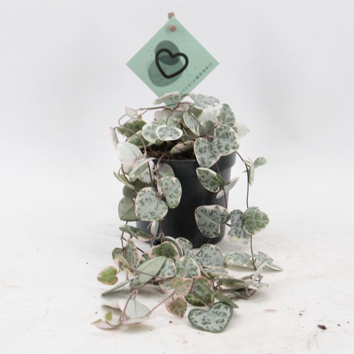 <h4>Ceropegia woodii 'Variegata'</h4>